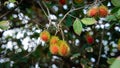 Fresh red rambutan fruits hanging on tree in summer of Thailand, tropical fruit sweet taste on green background Royalty Free Stock Photo