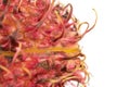 Fresh red rambutan  on white Royalty Free Stock Photo