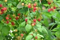 Fresh red raspberries on a branch in the garden. Red raspberries closeup Royalty Free Stock Photo