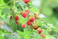 Fresh red raspberries on a branch in the garden. Red raspberries closeup Royalty Free Stock Photo