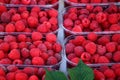 Fresh red raspberry