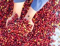 Fresh red raw berries coffee beans arabica agriculturist hands .Organic coffee beans agriculture harvesting farmer concept