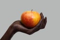 A fresh red ripe Apple lies on an African black hand in close-up against a grey isolated background. Selective focus, copy space Royalty Free Stock Photo