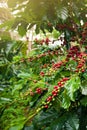 Coffee berries in a coffee plantation Royalty Free Stock Photo