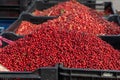 Fresh red ripe lingonberries in plastic boxes on a farmer's market retail display. Close-up