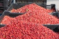 Fresh red ripe lingonberries in plastic boxes on a farmer's market retail display. Close-up