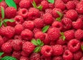 Fresh red ripe raspberries. Raspberries background Royalty Free Stock Photo