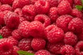 Fresh red ripe raspberries. Raspberries background Royalty Free Stock Photo