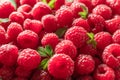 Fresh red ripe raspberries. Raspberries background Royalty Free Stock Photo