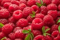 Fresh red ripe raspberries. Raspberries background Royalty Free Stock Photo