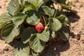 Fresh red ripe strawberries grow in a garden on a small organic Royalty Free Stock Photo