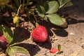 Fresh red ripe strawberries grow in a garden on a small organic Royalty Free Stock Photo