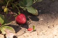 Fresh red ripe strawberries grow in a garden on a small organic Royalty Free Stock Photo