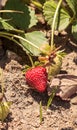 Fresh red ripe strawberries grow in a garden on a small organic Royalty Free Stock Photo