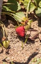 Fresh red ripe strawberries grow in a garden on a small organic Royalty Free Stock Photo