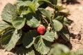 Fresh red ripe strawberries grow in a garden on a small organic Royalty Free Stock Photo