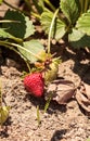 Fresh red ripe strawberries grow in a garden on a small organic Royalty Free Stock Photo