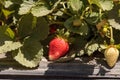 Fresh red ripe strawberries grow in a garden on a small organic Royalty Free Stock Photo