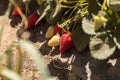 Fresh red ripe strawberries grow in a garden on a small organic Royalty Free Stock Photo