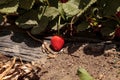 Fresh red ripe strawberries grow in a garden on a small organic Royalty Free Stock Photo