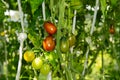 Fresh red ripe tomatoes on the plant. ripening cherry tomatoes in a greenhouse. Home gardening concept. Royalty Free Stock Photo