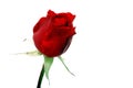 Fresh red rose Royalty Free Stock Photo