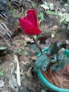 Fresh red rose in closeup picture