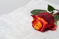 Fresh red rose on fabric retro background