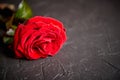 Fresh red rose flower on the white wooden table Royalty Free Stock Photo