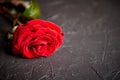 Fresh red rose flower on the white wooden table Royalty Free Stock Photo