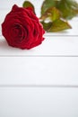 Fresh red rose flower on the white wooden table Royalty Free Stock Photo