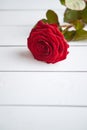 Fresh red rose flower on the white wooden table Royalty Free Stock Photo