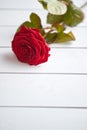 Fresh red rose flower on the white wooden table Royalty Free Stock Photo