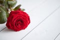 Fresh red rose flower on the white wooden table Royalty Free Stock Photo