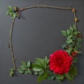 Fresh red rose frame border isolated Royalty Free Stock Photo