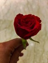 Fresh Red Rose with green petles placed inside the home in Delhi India, Red Rose the symbol of Love