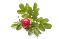 Fresh red rose hip and leaves Royalty Free Stock Photo