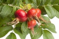 Fresh red rose hips and leaves Royalty Free Stock Photo