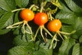 Fresh red rose hips Royalty Free Stock Photo