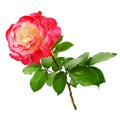 Fresh red rose isolated on white Royalty Free Stock Photo
