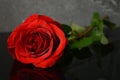 Fresh Red Rose Royalty Free Stock Photo