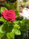 Fresh red rose with pearl like rain drops on it .Sunshine makes it shine like diamond. Royalty Free Stock Photo