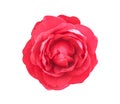 Fresh red rose petal flower patterns  blooming top view isolated on white background with clipping path , for  valentine day or Royalty Free Stock Photo