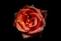 Fresh red rose in raindrops, blooming flower on black background Royalty Free Stock Photo