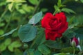 Fresh red rose shot outdoors