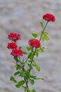 Fresh red rose shot outdoors