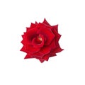 Fresh red rose on a white isolated background