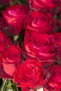 Fresh Red Roses close up