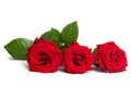 Fresh red roses on a white isolated background. Beautiful flowers