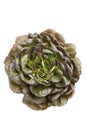 Fresh red Salanova lettuce Royalty Free Stock Photo
